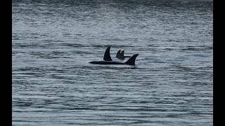 Transient Biggs Killer Whales T49As in Anacortes Washington Relaxing swimming Whale Watching [upl. by Trebloc]