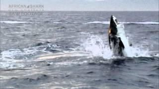 Great White Shark Cage Diving  Vertical Shark Breach RAW FOOTAGE [upl. by Assirralc246]