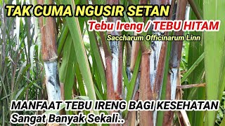 MANFAAT TEBU IRENG  TEBU HITAM UNTUK KESEHATAN Yang Harus Di Ketahui  Saccharum Officinarum Linn [upl. by Reni]