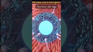 3D animation of spermatogenesis biology anime shorts [upl. by Bobby]