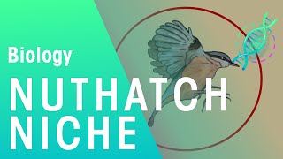 The Niche Of The Nuthatch  Ecology amp Environment  Biology  FuseSchool [upl. by Sucramrej928]