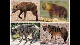 All types of hyenas [upl. by Baler76]