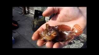 Fishing for Mini Species on on the Holy Head breakwater [upl. by Laura]