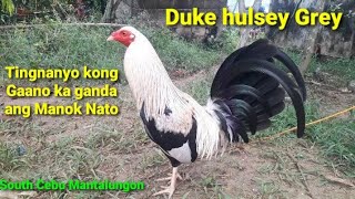 Original Duke hulsey Grey Line quotCebu Mantalungon [upl. by Heger]