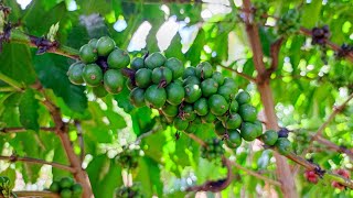 How to Start a Successful Coffee Farm as a Beginner in Northern Uganda [upl. by Erehs]