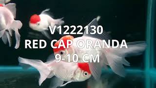 V1222130  Red Cap Oranda 910 cm [upl. by Anaujik461]