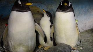 Gentoo Penguin Chick at Milwaukee County Zoo [upl. by Nigen]