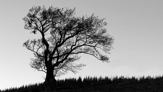 Emily Brontë STURMHÖHE WUTHERING HEIGHTS Musik Anne Clark amp Murat Parlak – TRAILER [upl. by Hadden]