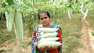 FARM FRESH Snake Gourd Fry  Prepared By Mummy  VILLAGE FOOD [upl. by Nylrebma146]