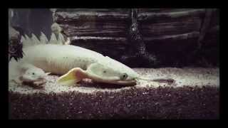 Senegalus Bichir Feeding  Lightning Strike [upl. by Yrellav694]