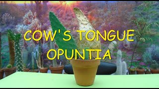 Cows Tongue Opuntia 🌵🐮🌵 opuntia cow [upl. by Relly]