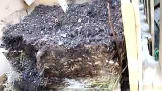 NoTurn Self Aerated Hot Compost System  Part 4 Results Day 40 7 Nov 2013 [upl. by Silden]