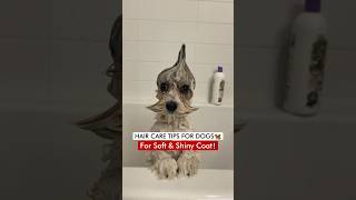 Hair Care Tips For Dogs 🦮 For Soft amp Shiny Coat❗️ [upl. by Ciprian]