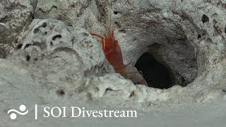 Unnamed Guyot  T11  SOI Divestream 701 [upl. by Geller453]