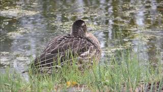 Garganey [upl. by Sue]