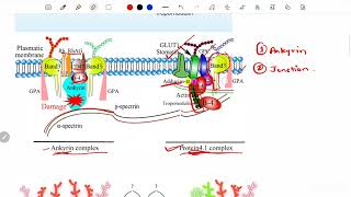 ErythrocytesPart 2  Cytoskeleton  Integral n Peripheral Memb protein  Hereditary Spherocytosis [upl. by Fafa]