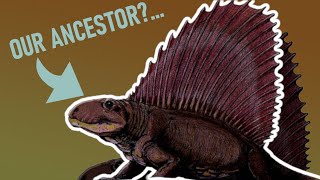 Dimetrodon  more related to us than dinosaurs [upl. by Emmons]