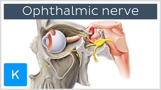 All About the Ophthalmic Nerve preview  Human Anatomy  Kenhub [upl. by Jezrdna]