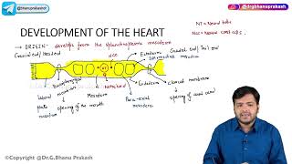 20 Development Of Heart  Embryology [upl. by Atineg]