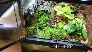 Repurposing the 12” Exoterra into a BEAUTIFUL Mini Paludarium Vivarium Great Success or Epic Fail [upl. by Scuram561]