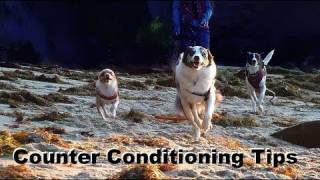 Dog Training Tip of the Day Counter Conditioning clicker dog training [upl. by Hermine253]