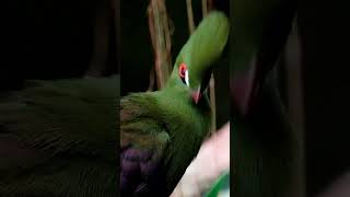 Turaco Bird 🐦 [upl. by Troc930]