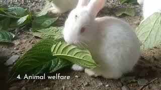 Advantages and Disadvantages of FreeRange Rabbit Farming [upl. by Alle660]