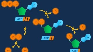 Nucleotidi ed ATP [upl. by Oetsira]