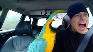 The FUNNIEST Parrots 🦜 🤣 Best Compilation [upl. by Anallise]