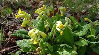 Cowslip A Visual Delight of Its Fragrant and Cheerful Spring Blooms [upl. by Adnema239]