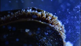 Mussels and Microplastics  Ocean Up Close  Ocean Wise [upl. by Akcira]