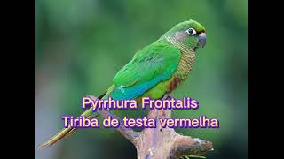 O canto da Tiriba de testa vermelha  Pyrrhura Frontalis [upl. by Steffin]