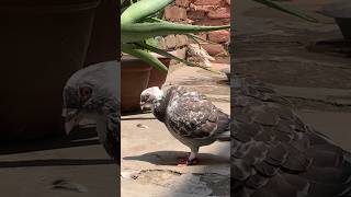 Choco pet ajj maze se nhaya pet kabootar minivlog petsvlog shorts cat dog birds dog [upl. by Philbrook]