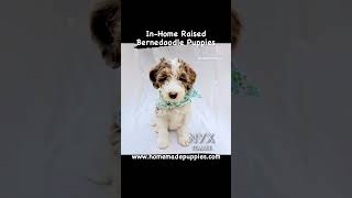 Bernedoodle Puppies wwwhomemadepuppiescom homemadepuppies bernedoodle bernedoodles [upl. by Suzann160]