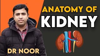 Part 2 The Anatomy of Kidney [upl. by Feledy12]