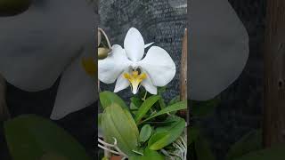 Phalaenopsis amabilis quotAmaminquot anggrek orchid phalaenopsisamabilis [upl. by Notsa]