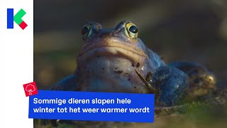 Dieren bereiden zich voor op hun winterslaap [upl. by Nyvek]