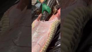 How snakes Swallow Massive prey 🫣 Reticulated python Eats cow Burmese python Eats Alligator 🐊🤯 [upl. by Cynarra]