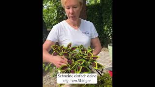 ColeusBuntnessel Perfekt für eigene Ableger und bienenfreundlich [upl. by Yleve]