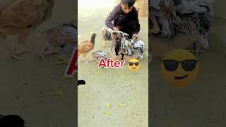 Mahar Hammad muzaffargarh Aseal murgay for sale beatsbirdsaseelmurgabirds loverviralvideo [upl. by Trebuh794]