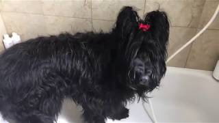 How to Bathe a Briard in 13 Easy Steps [upl. by Plath499]