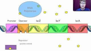 Gene Regulation [upl. by Wycoff500]