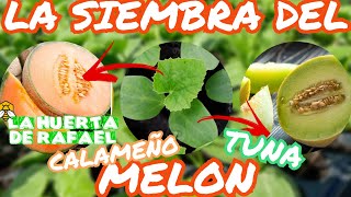 La siembra del melón tuna🍈 y calameño•El cultivo del melón Tuna y Calameño•3Era Temporada [upl. by Adelaja]