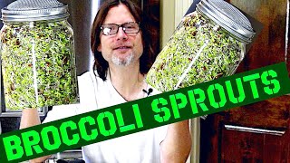 How To Grow Broccoli Sprouts At Home  SUPER EASY [upl. by Aara679]