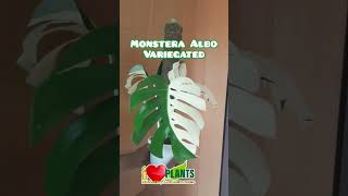 Monstera Albo Variegated plantslover plants rareplants [upl. by Salokkin249]