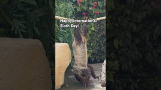 Happy International Sloth Day  sloths cute sandiegozoo animals sandiegoattractions [upl. by Mollee]