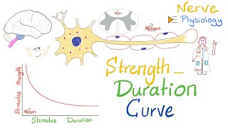 The StrengthDuration Curve  Nerve Physiology [upl. by Clio]