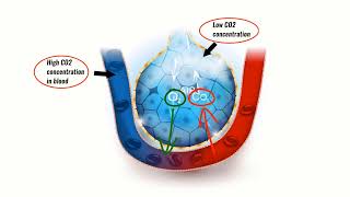 VENTILATION PERFUSION RATIO VQ EXPLAINED Breathing explained Respiratory Physiology [upl. by Enileda366]