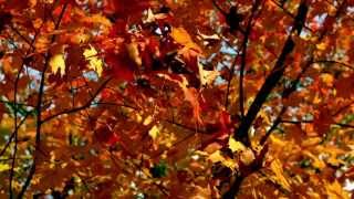 slow motion autumn leaves falling from branch [upl. by Nomolos]