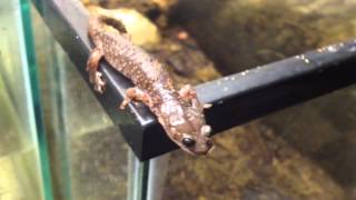 Aneides lugubrisarboreal salamander using prehensile tail [upl. by Ayor184]